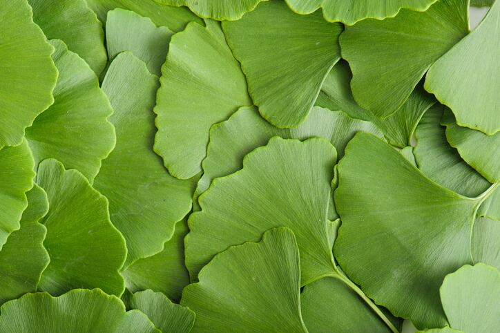 Fermented-Ginkgo-biloba-leaves-could-boost-growth-performance-of-broilers.jpg