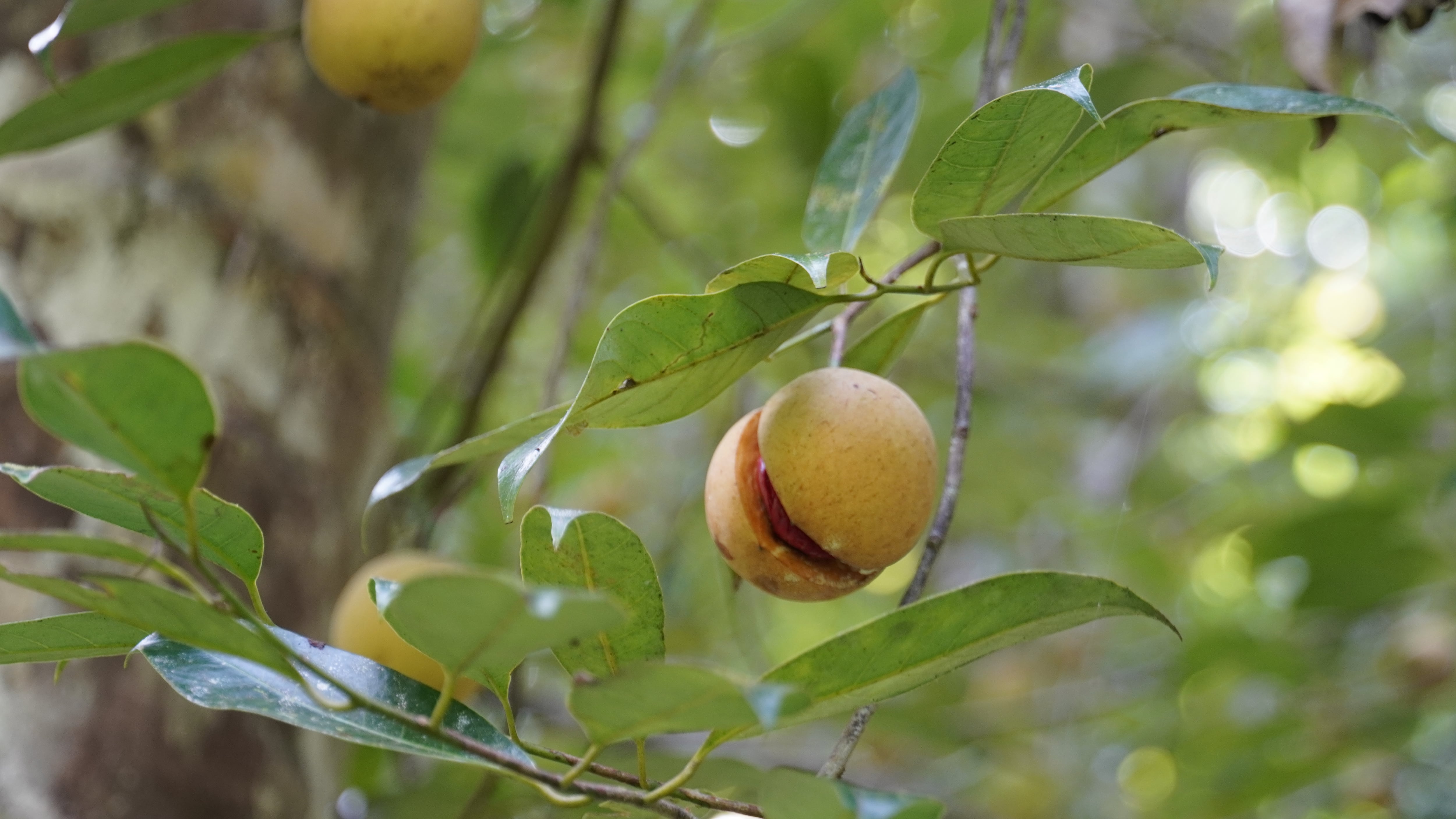 Sinar Hijau Ventures