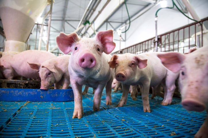 Protective suitcases: New gut technology targets disease and immune system function in pigs
