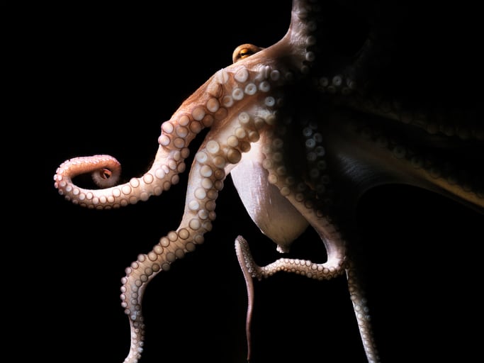 Octopus-farming-ban-introduced-in-California.jpg