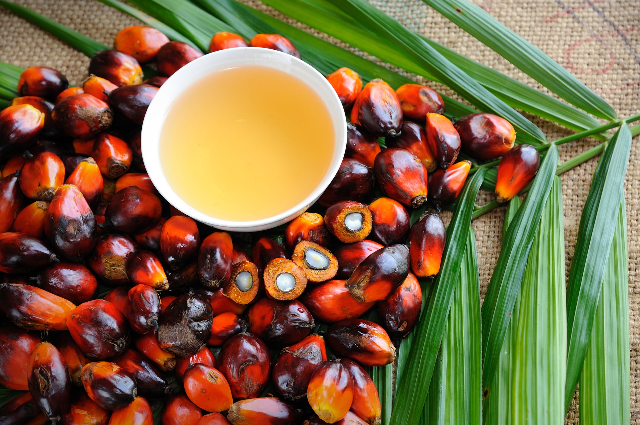 Re-wilding oil palm: Wild Asia goes back-to-basics to help farmers adopt regenerative methods