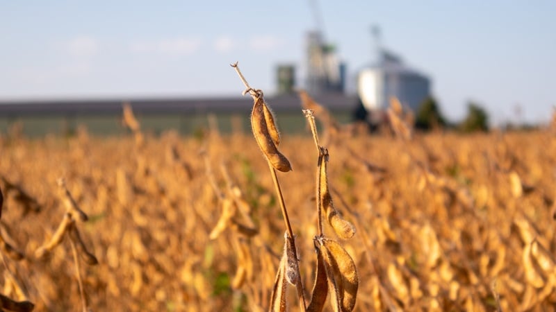 A soybean field