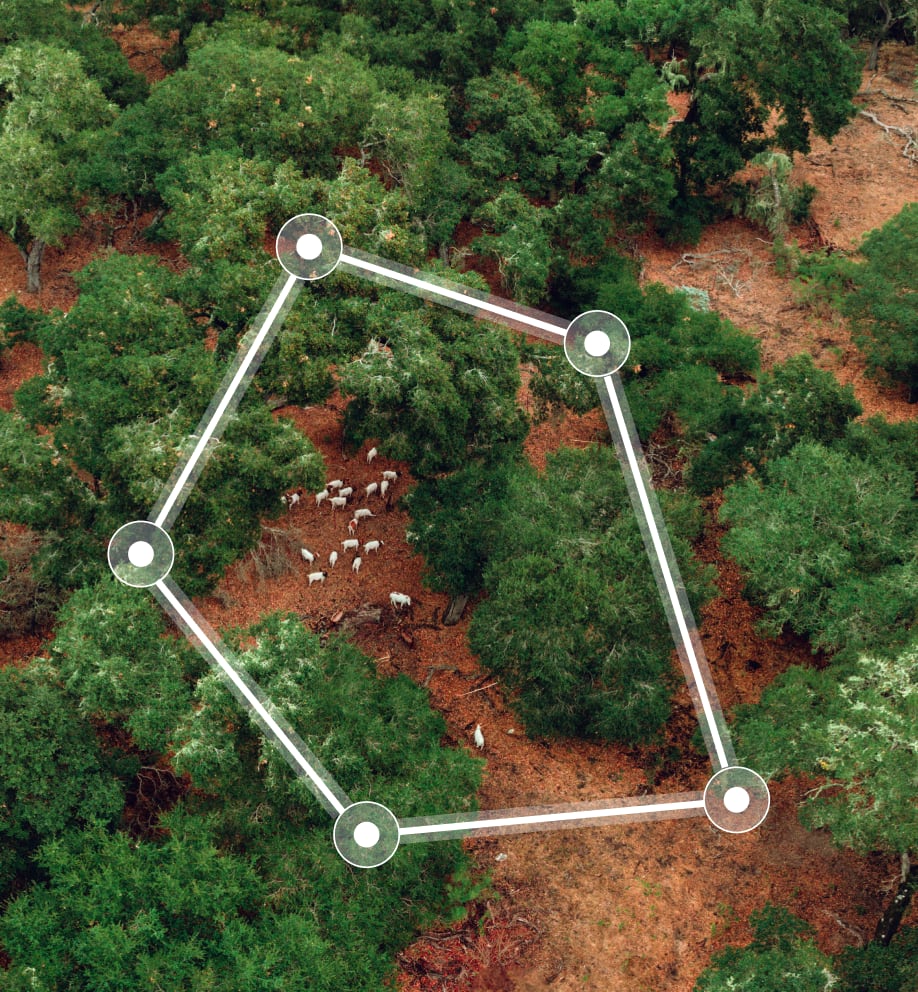 Livestock equipped with Nofence collars can access more diverse terrain while remaining within virtual boundaries.