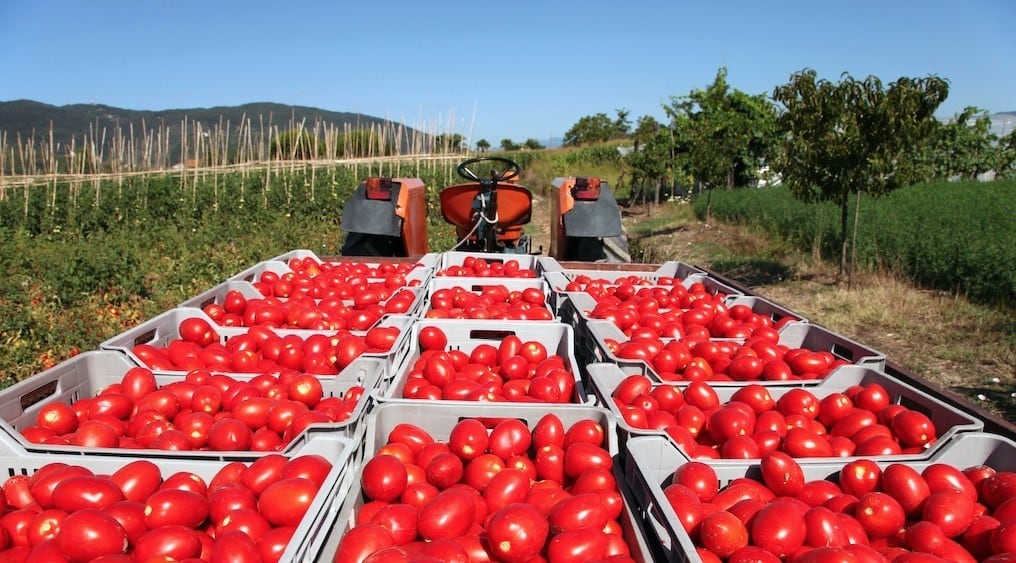 EcoPhage conducts successful field trials in Mexico 