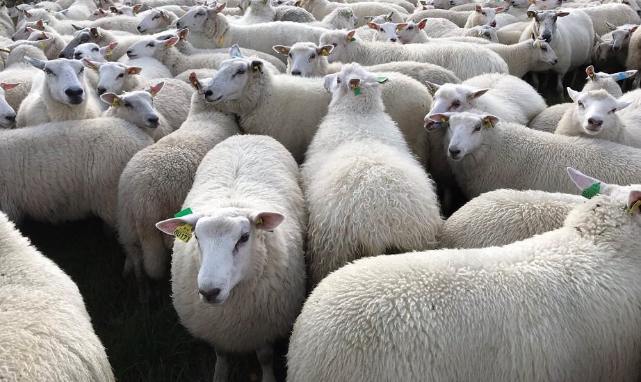 Lamb-study.jpg