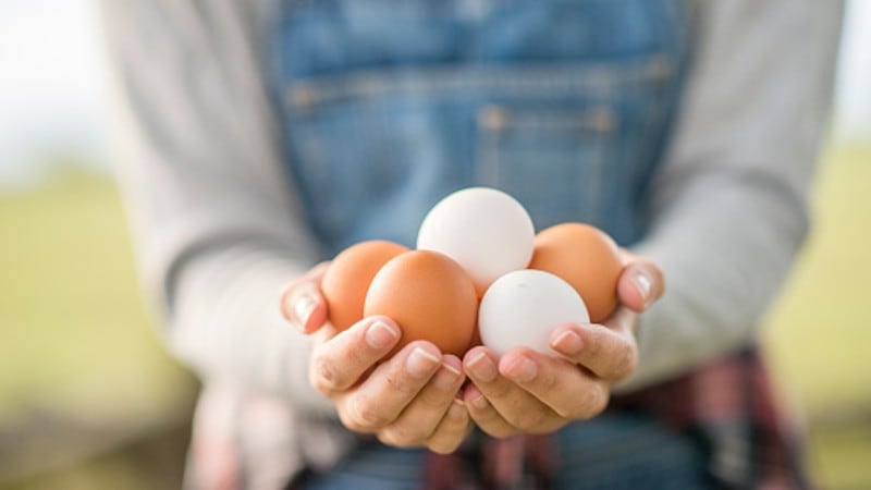 Cage-free challenges: China egg industry leaders cite need for better traceability tech to prevent authenticity issues