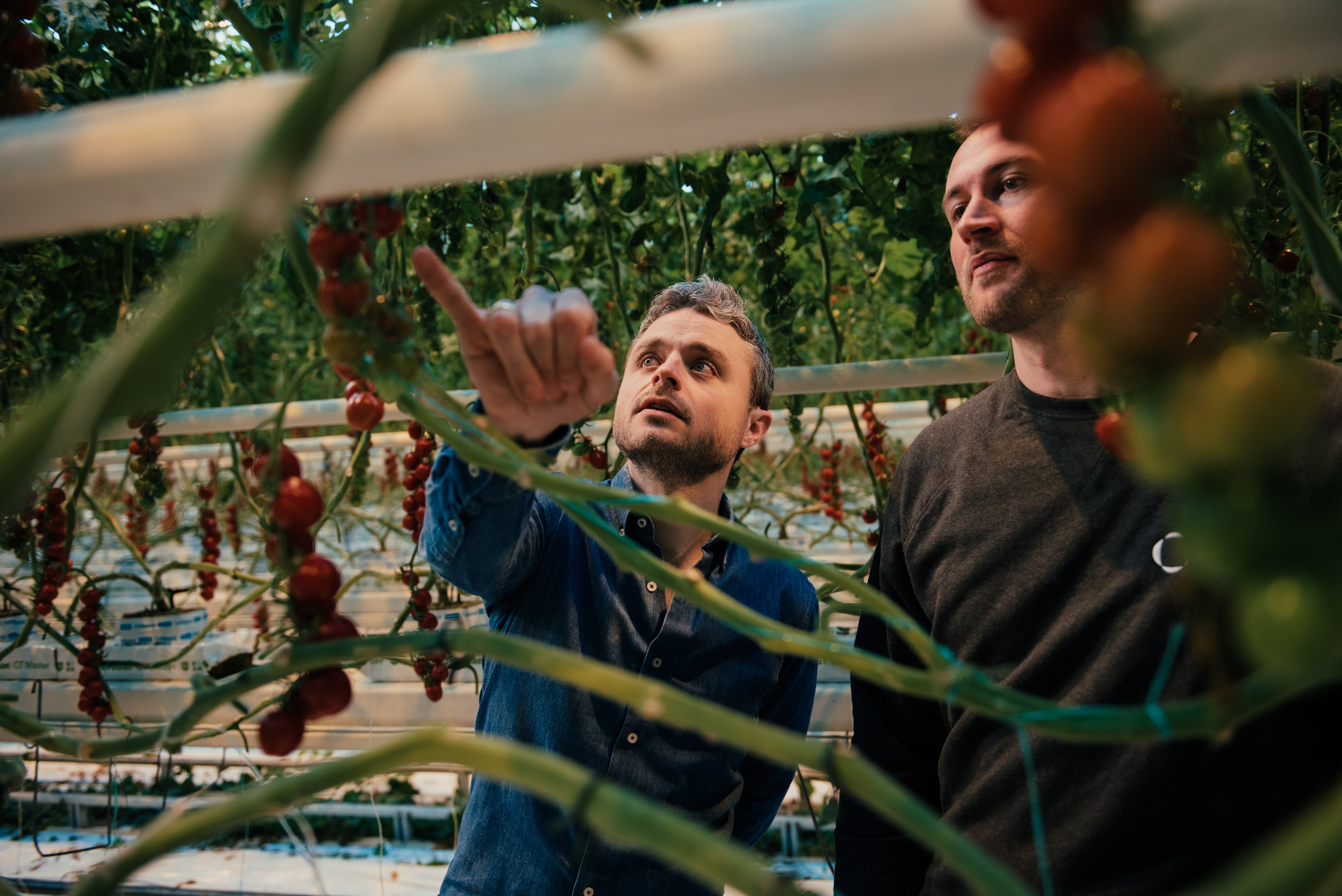 Dutch AI tools give new clarity to greenhouse growers