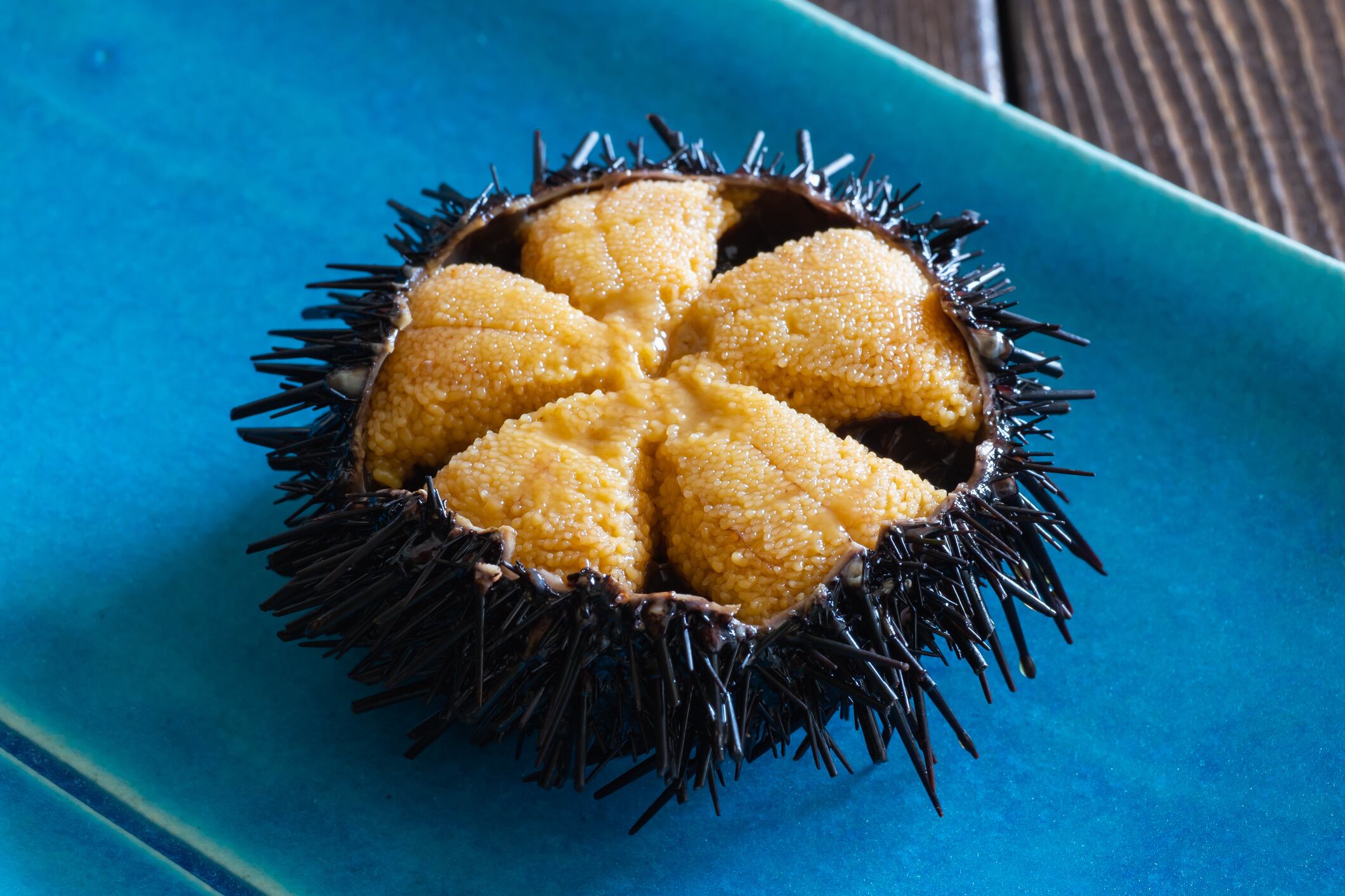 Sea urchin. Fresh sea urchin still in the shell.