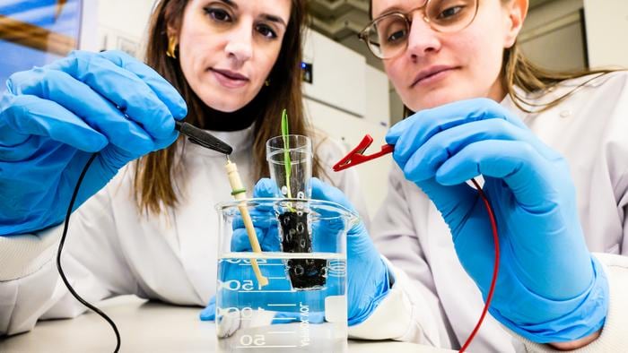 Electronic ‘soil’ enhances crop growth, study finds