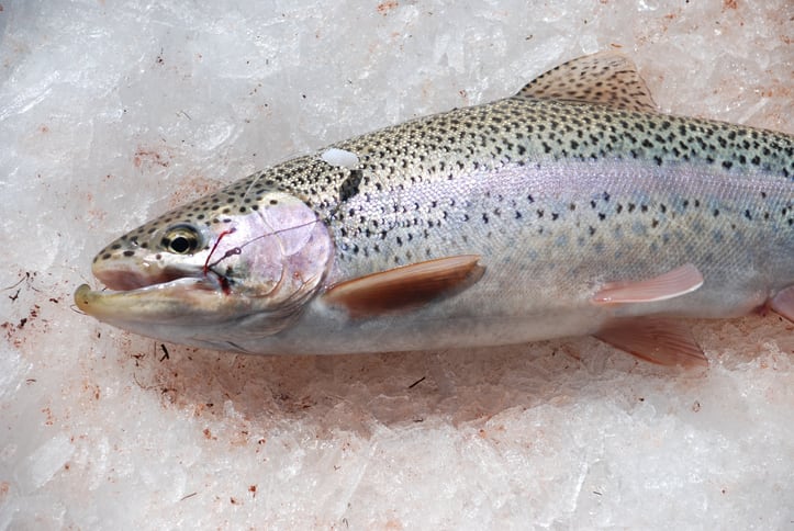 Green Plains: Trial shows effectiveness of ultra-high protein in trout diets