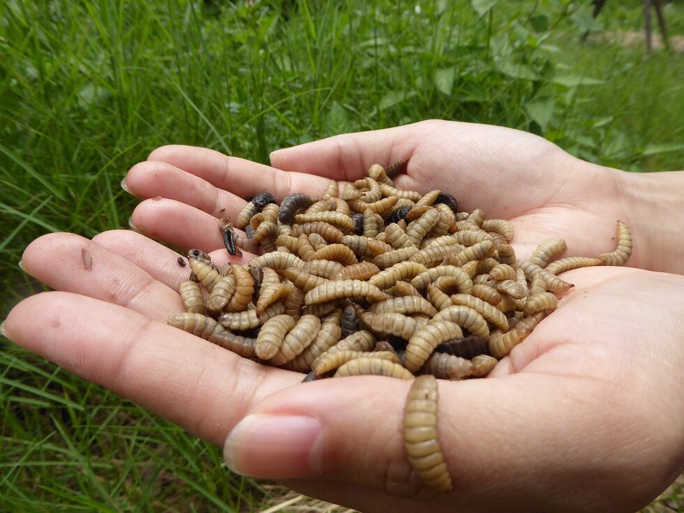 Making a meal of it: Study appraises all angles of insect production 