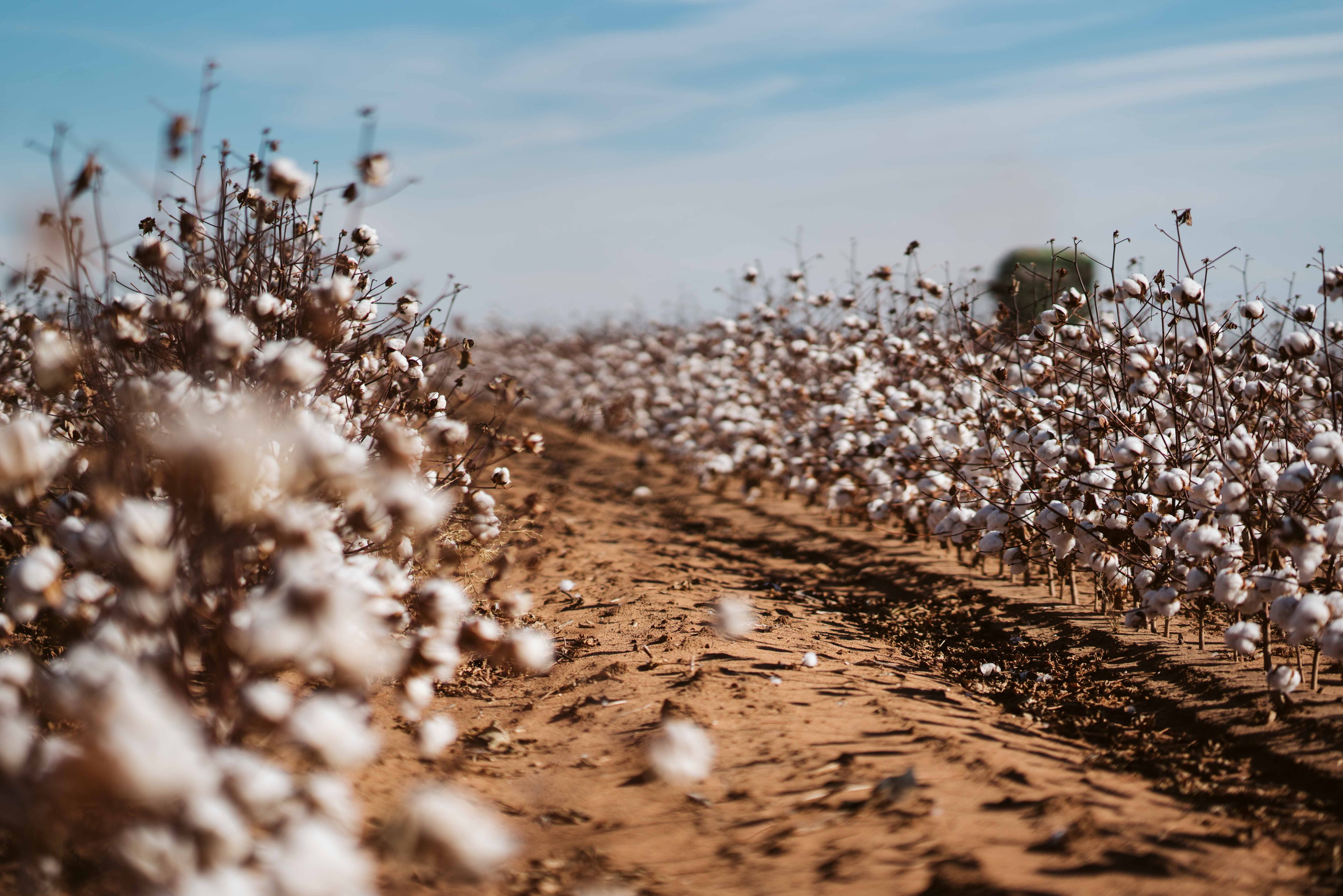 ATN-Cotton-Image-2.jpg