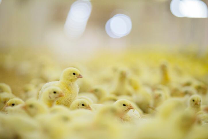 Largest seasonal HPAI epidemic ever in Europe: Is lower poultry density a way to tackle avian flu?