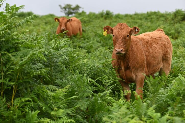‘Obvious nature-friendly solution’: Cattle used to control invasive species in UK trial