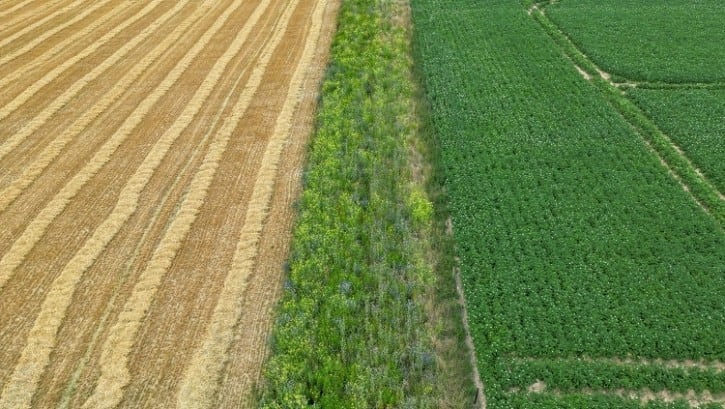 Sucking up: Ground-breaking Australian research could be a major boost for engineering climate resilient crops