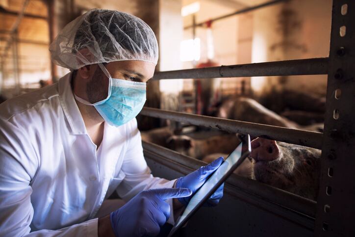Evonik and BASF invest in Chinese digital pig farming tech startup 
