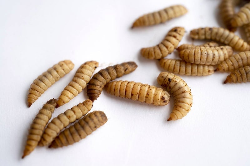 Nasekomo wins €8m to launch network of insect bioconversion facilities across Europe