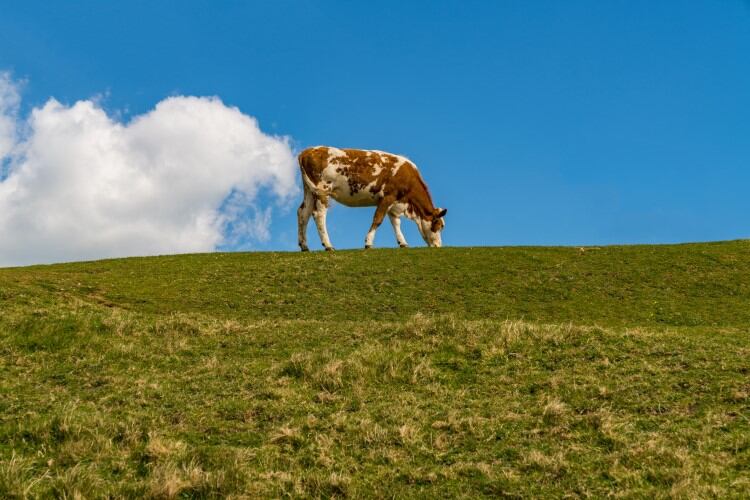 Agtech-start-up-leveraging-methane-eating-microbes-closes-in-on-commercialization.jpg