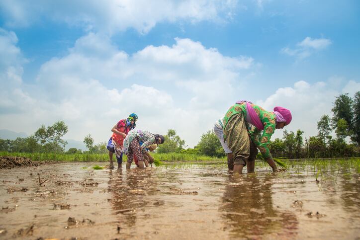 The new projects aimed at transforming rice farming in South Asia