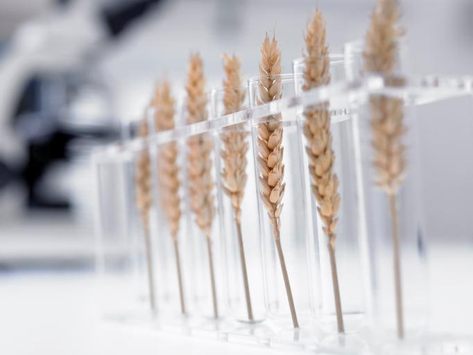 An e-nose could be a powerful tool in the feed chain for quality control and mycotoxin monitoring
