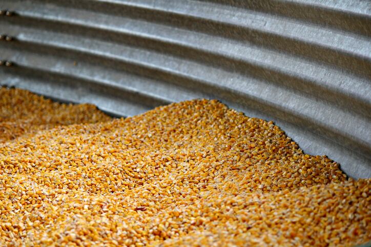 Warning to UK farmers over disease risks in animal feed silos