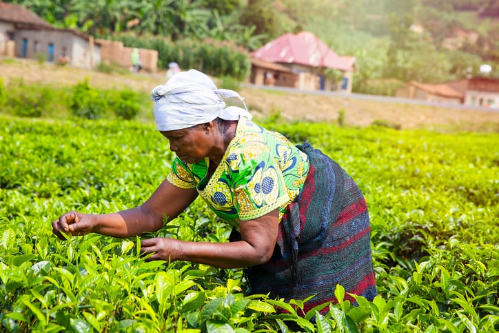 $151 billion needed annually to close ‘critical’ climate finance gap for smallholder farmers