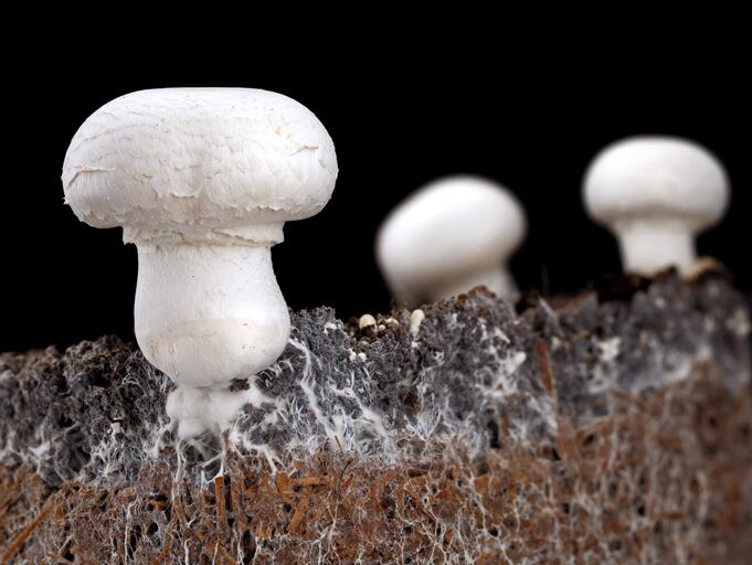 White noise makes soil fungi grow faster