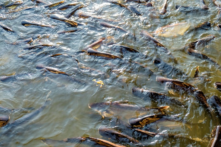 Insect-frass-boosts-catfish-feed-intake-weight-gain.jpg