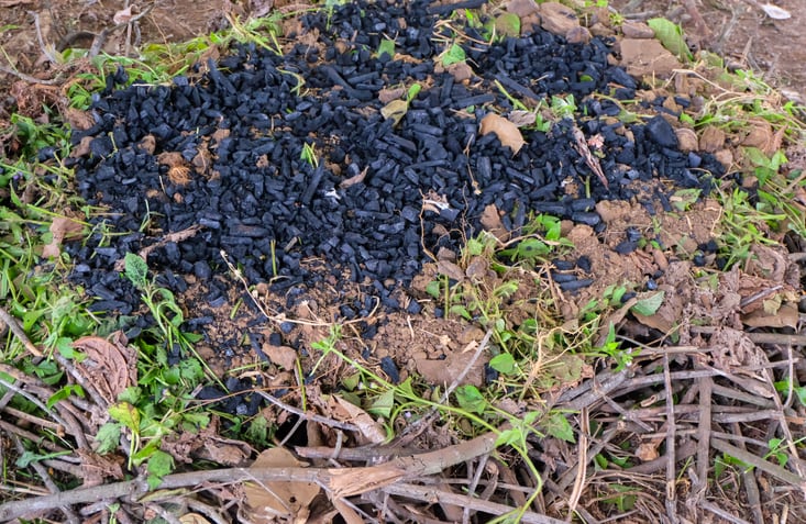 Study: Biochar ineffective as feed additive for reducing methane in dairy cows 