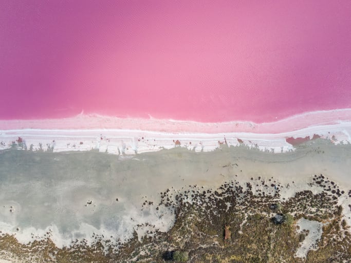 The next source of eco-friendly fertiliser: purple bacteria?