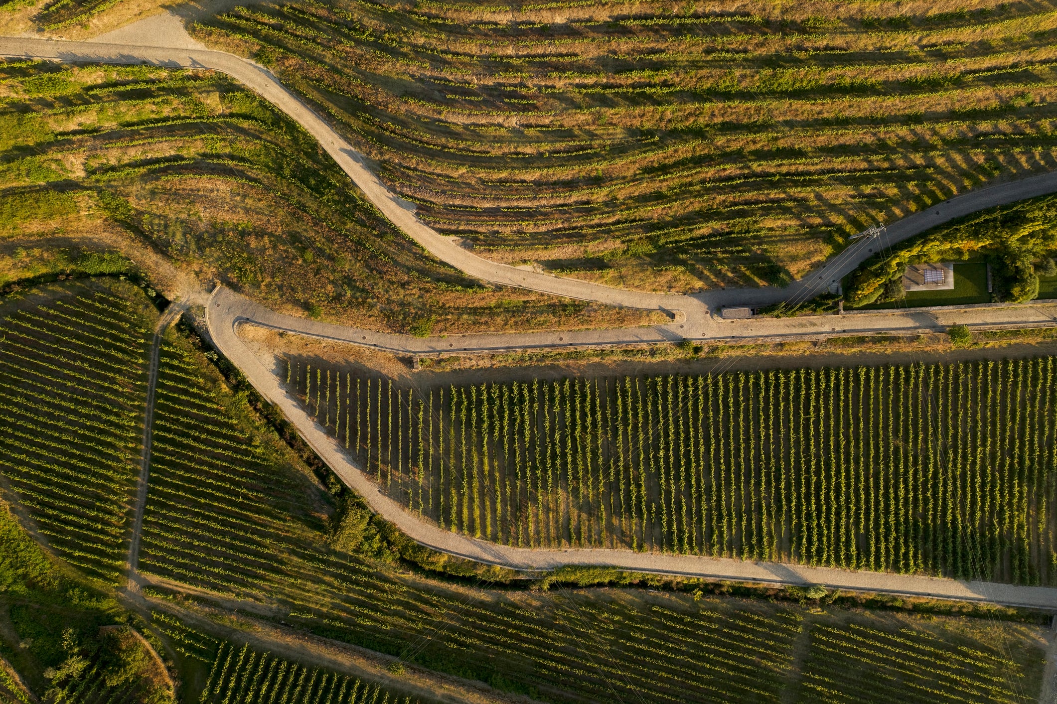 Xinomavro Ventures is betting that vineyards could become a launchpad for agtech innovations far beyond wine.