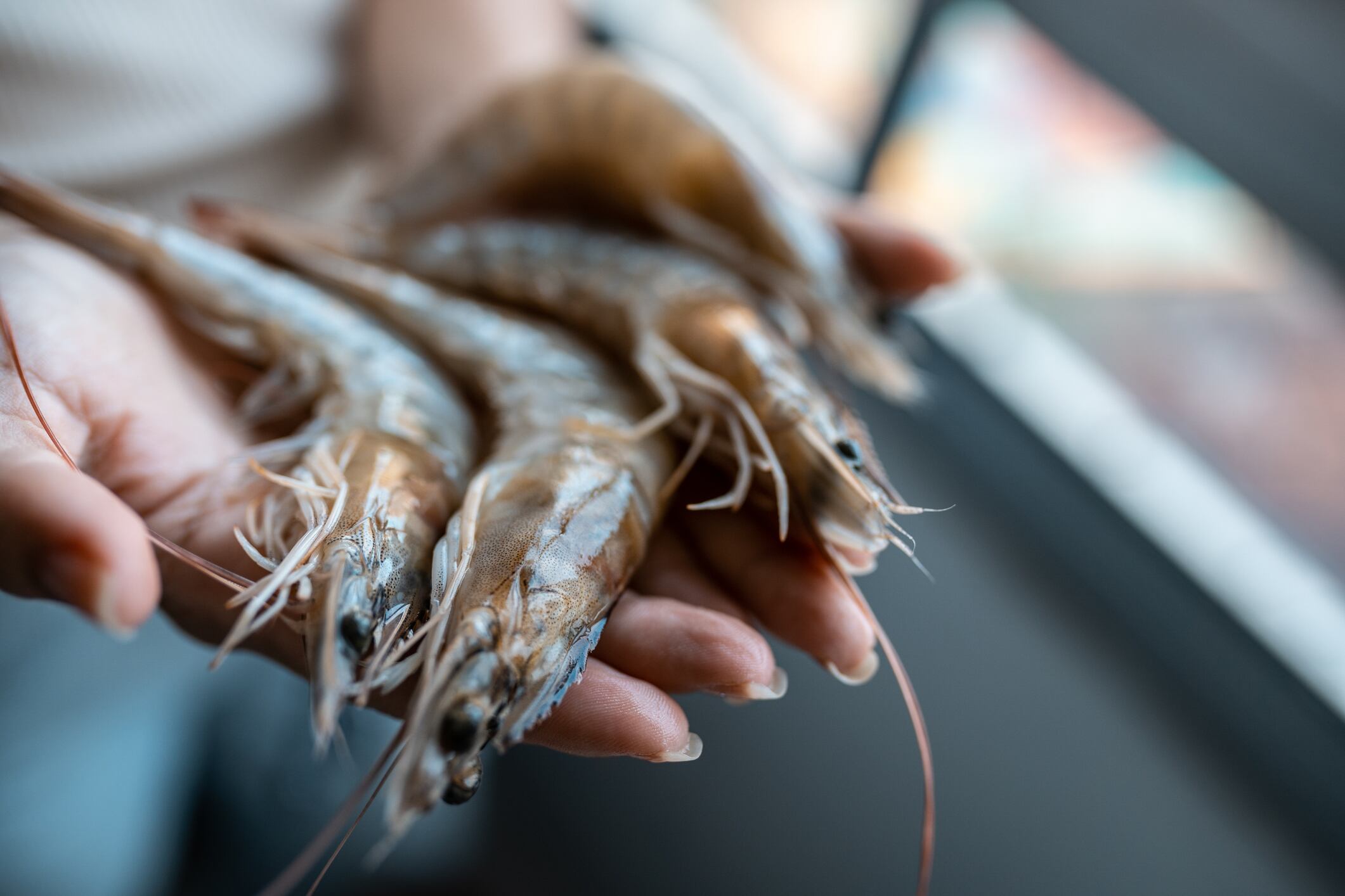 Raw shrimp in hands.