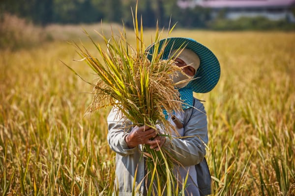 Pic-1-Wheat_resize.jpg