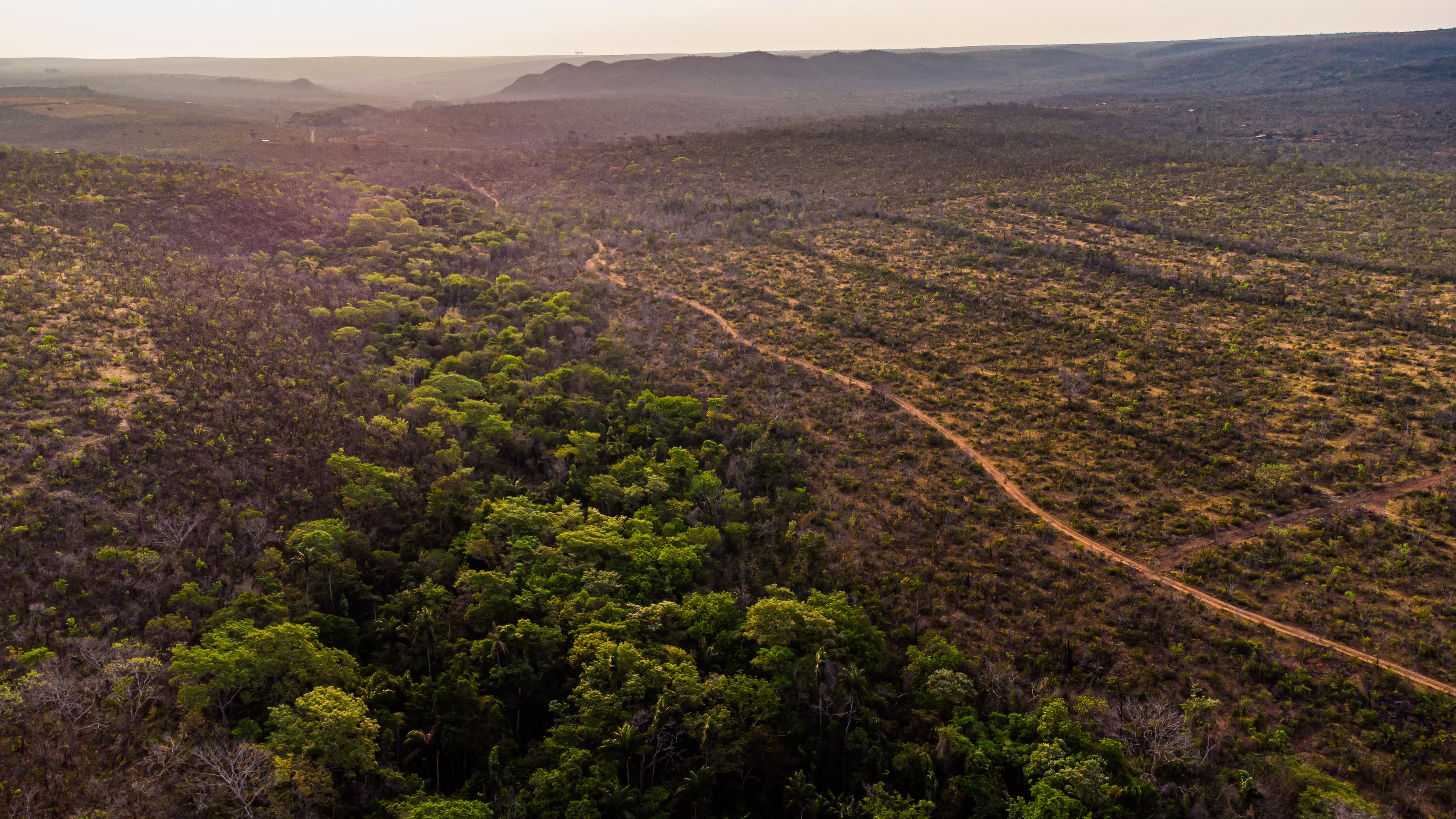 UK and Dutch governments, IDB Invest join $60m Brazilian Cerrado soy fund