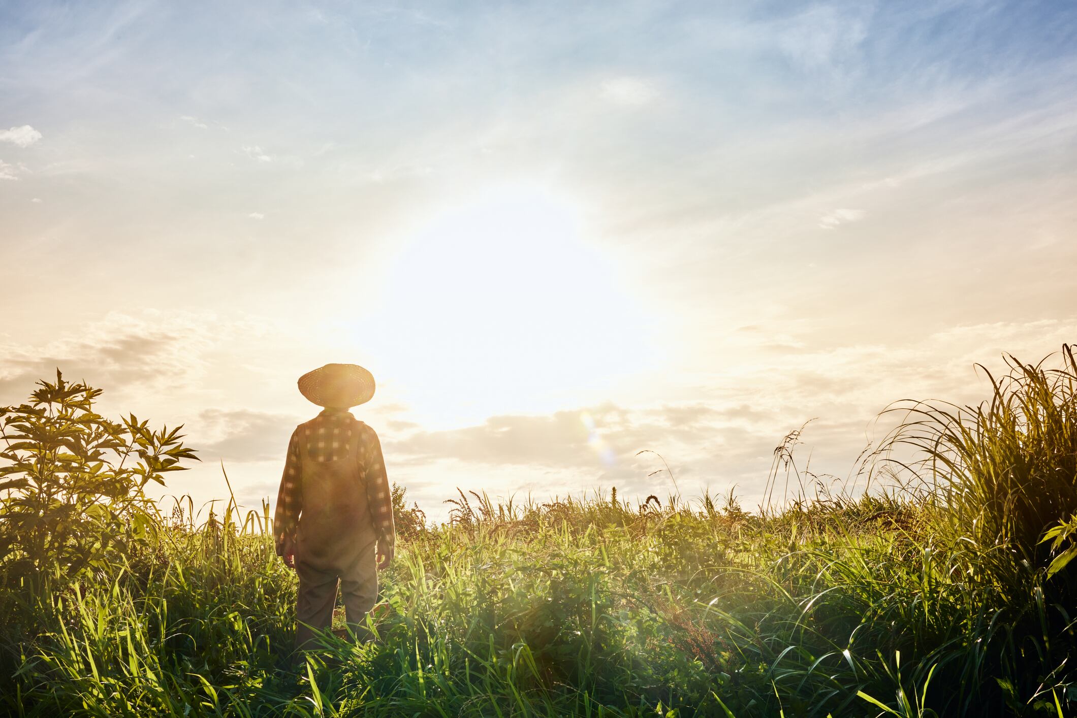 Backlit farmer standing on farmland