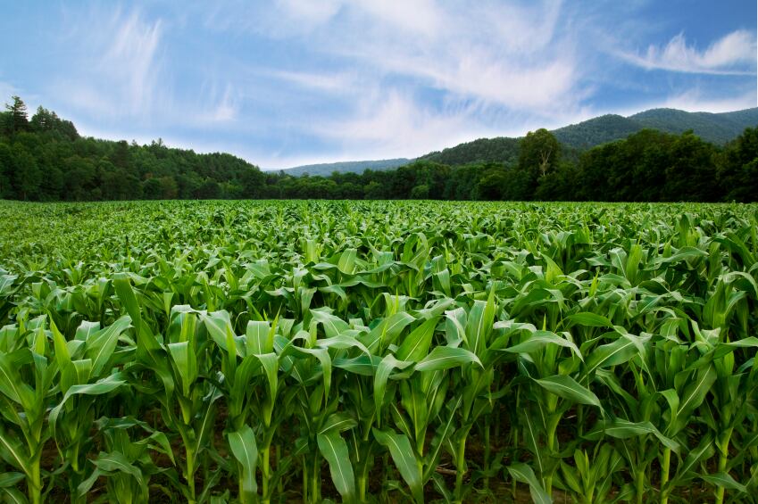Heated acreage debate in the US