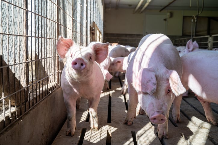 US swine farm closures