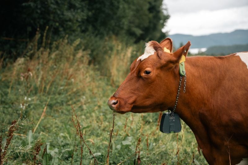 A cow wearing a Nofence virtual fencing collar, part of more than 200,000 units now deployed globally.