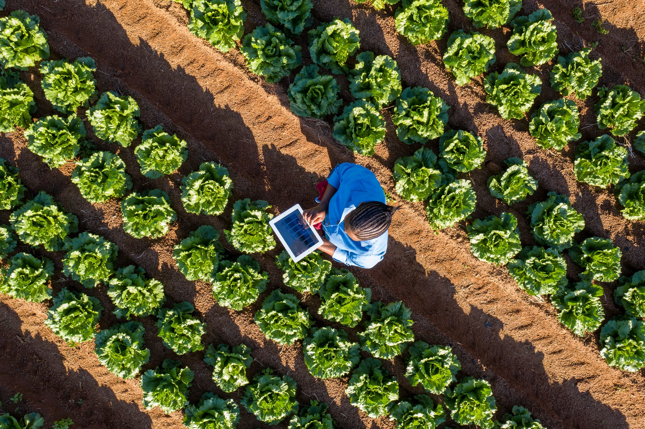 Can Complete Farmer’s digital marketplace help awaken Africa’s sleeping giant?