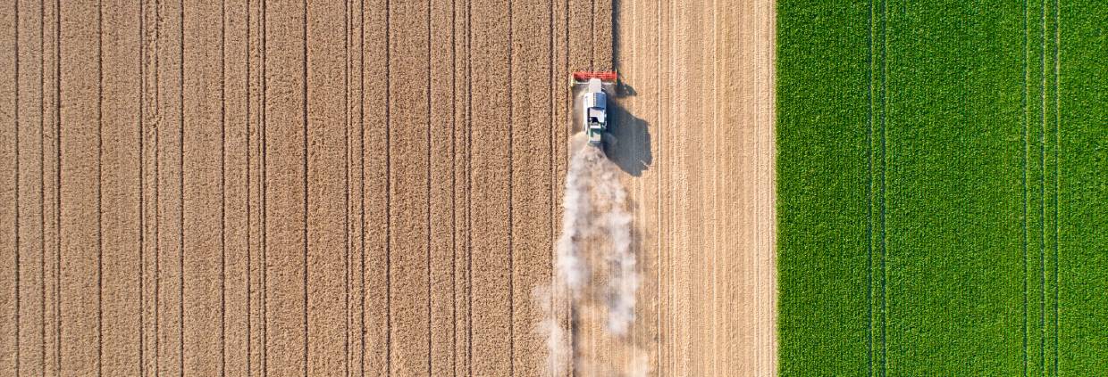 Harvesting a wheat field, dust clouds