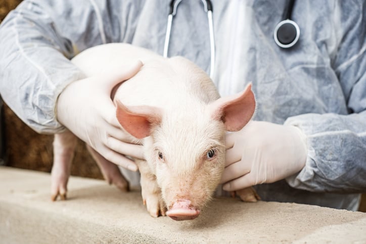 Global antimicrobial use in farm animals has dropped by 13% in three years