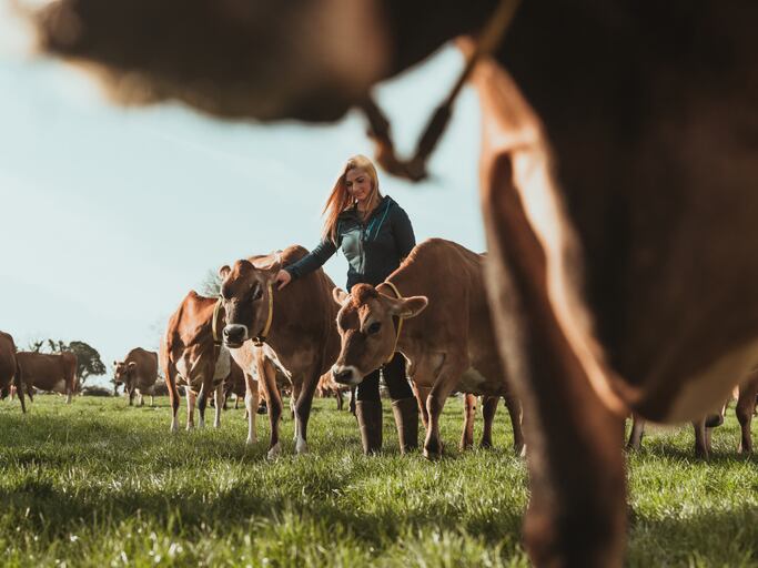 Global livestock sector in urgent need of standardised measurement system for GHG data