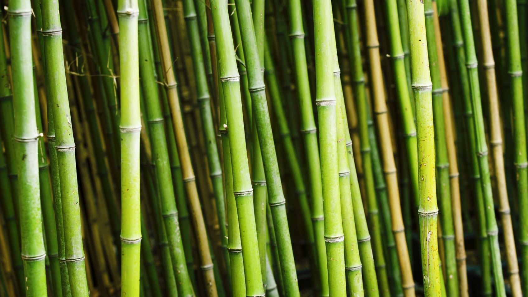 Bamboo-vinegar-found-to-have-similar-properties-to-lauric-azelaic-acid.jpg
