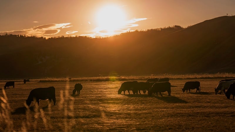 Ranchers support the Trump administration's change to grazing, but call into question the president's approach to Argentina.