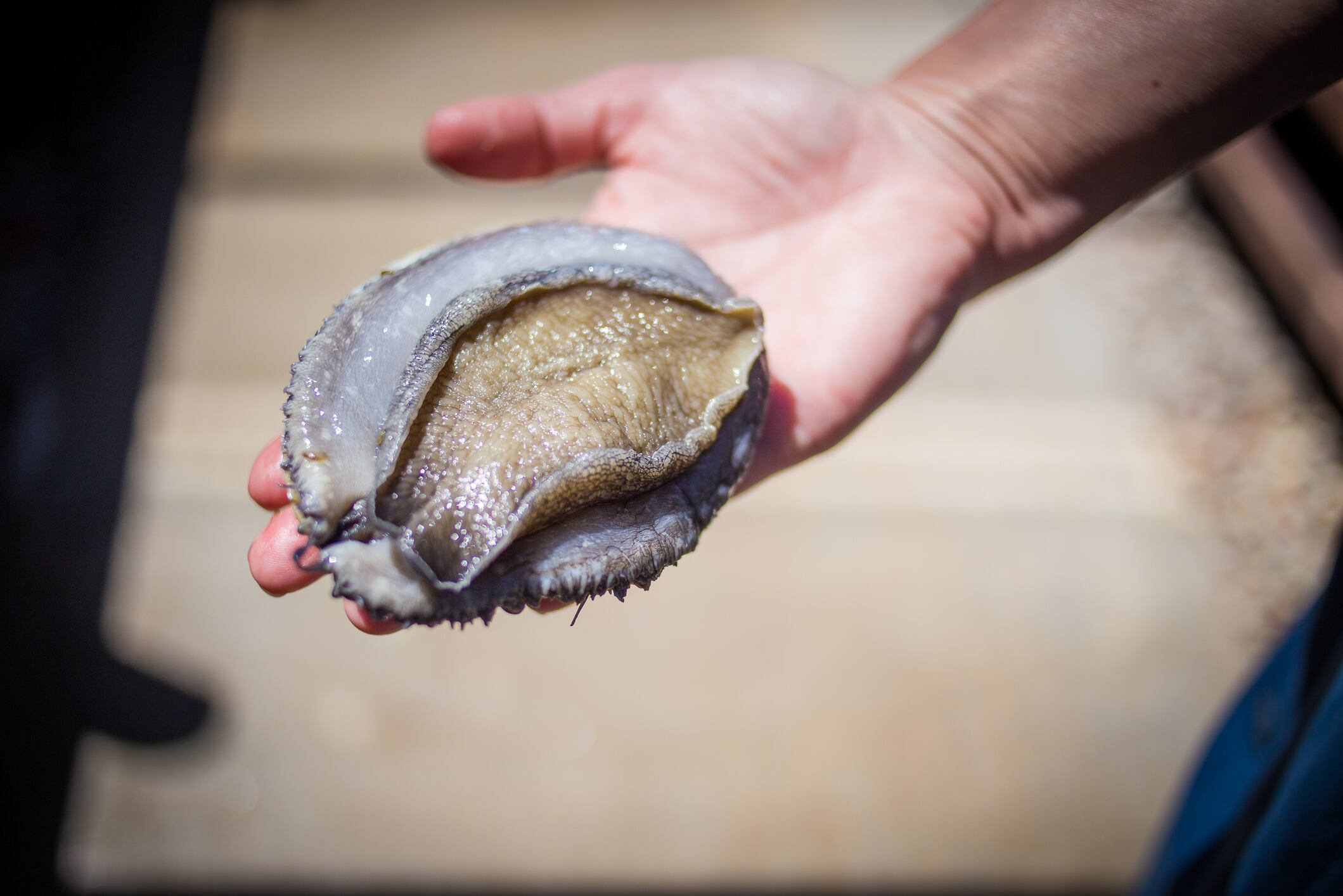 A close-up of an adult abalone held in hand at a breeding facility, showcasing its detailed texture and natural sheen, highlighting aquaculture practices.