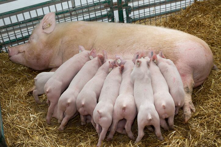 Improving-neonatal-piglet-survival-is-a-key-focus-today.jpg