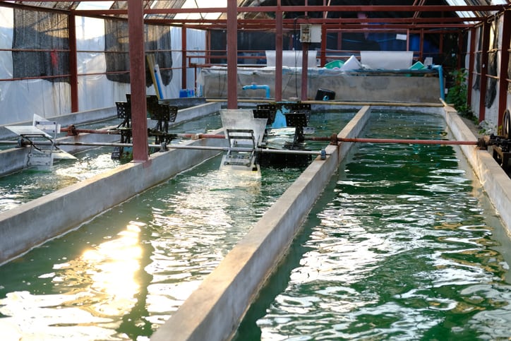 Algae meals may provide fishmeal, oil replacements for carnivorous fish