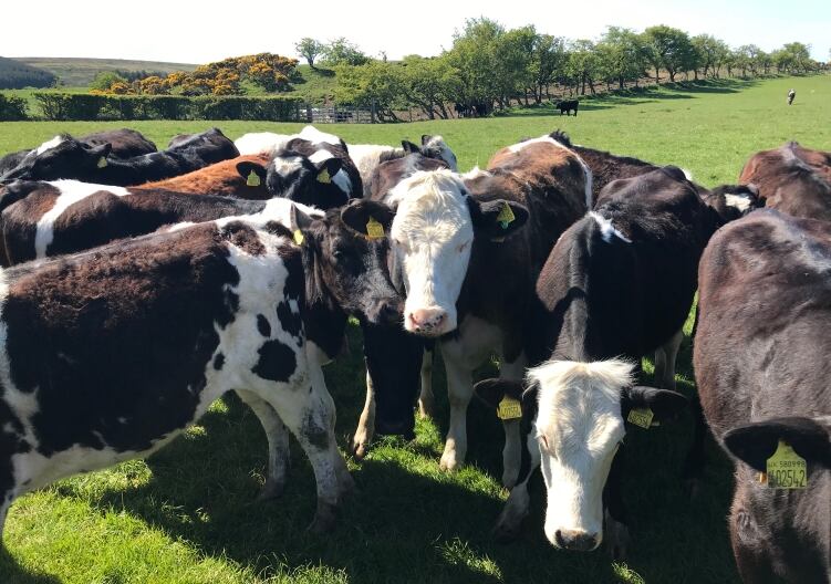Valio and DSM announce collaboration on methane reduction