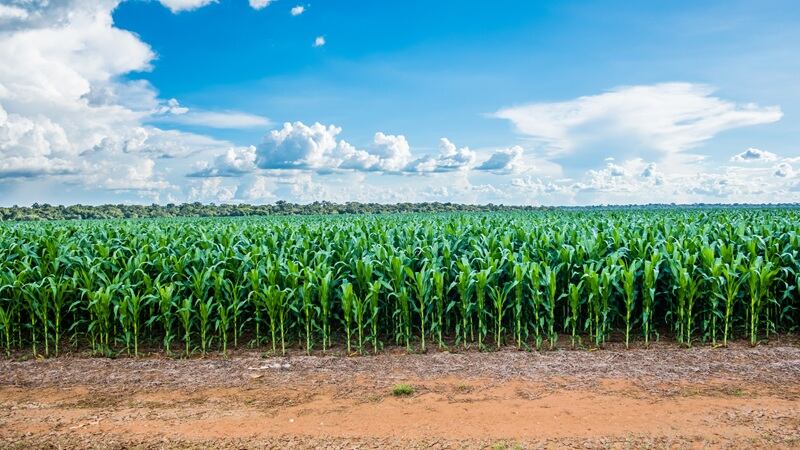 Cornfield in Sorisso,