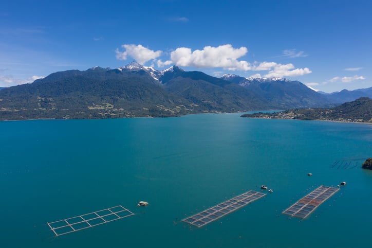 Chilean salmon farmers reveal unique alliance to cut antibiotics in aquaculture